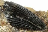 Rare, Cretaceous Crocodile (Goniopholis) Tooth in Situ - England #316992-1